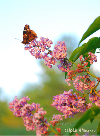 Butterfly on lilac V