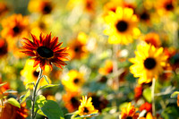 Sunflower Fields Forever!