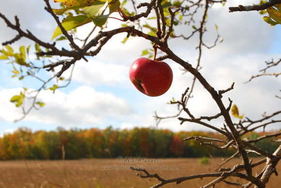 Wild Apple, Door County, WI_0914