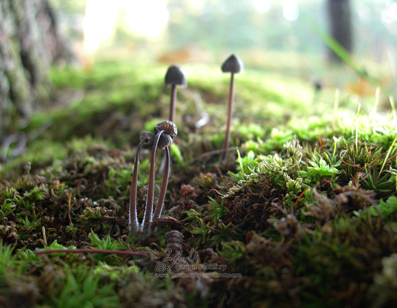 Tiny Mushrooms 6970 1418