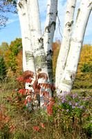Birches Setting_3592