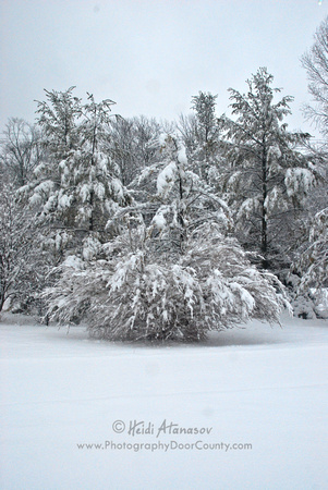 DSC_1811 snowy trees