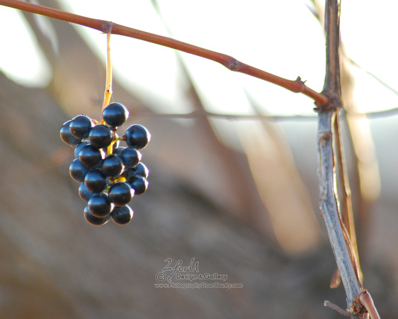 Wild grapes_0705