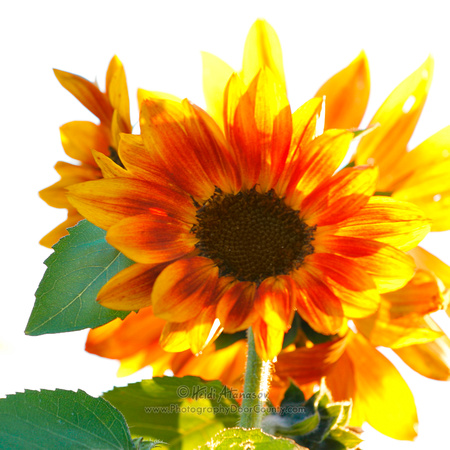 Sunflower_MG_2881