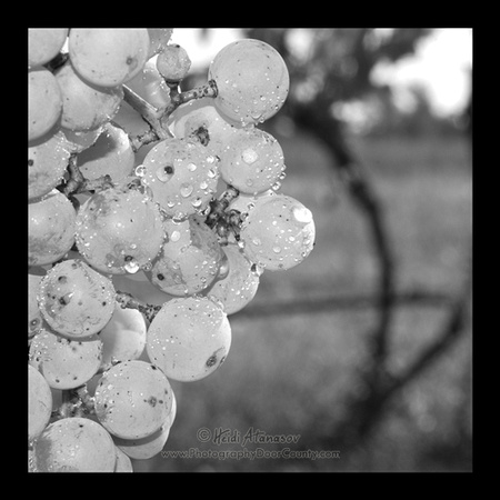 DSC_0561_Summer grapes at Door Peninsula Winery