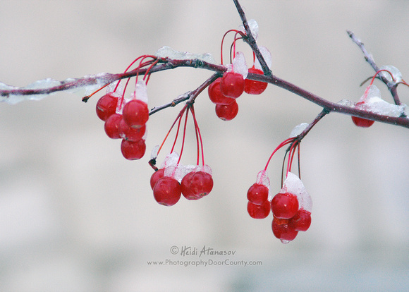 Ephraim Winter Berries 01_5384