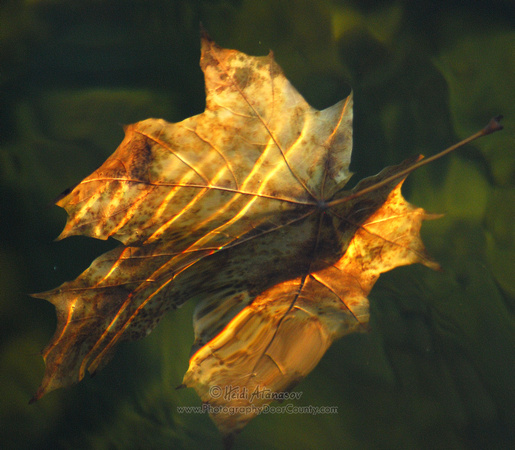 Floating leaf_0718