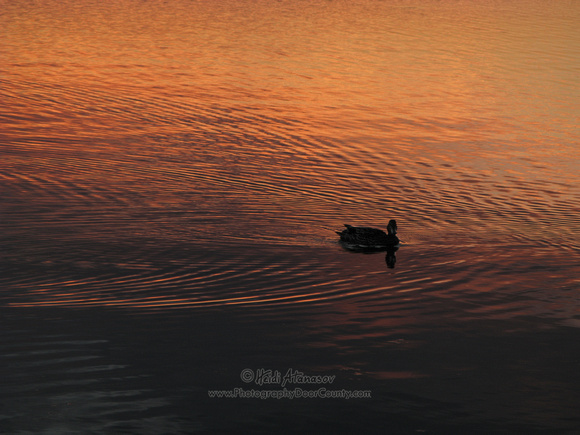 IMG_5258 Ephraim duck in sunset