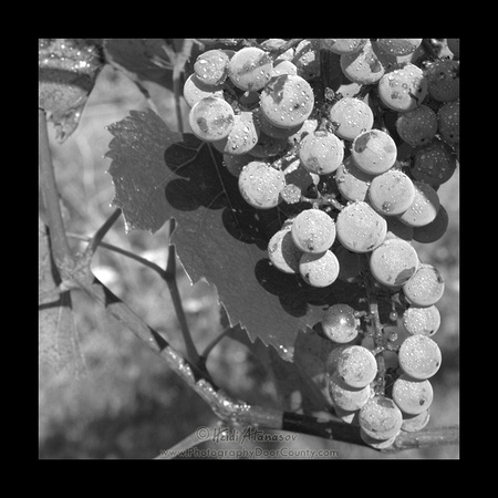 Presented on a leaf _MG_0510  bw
